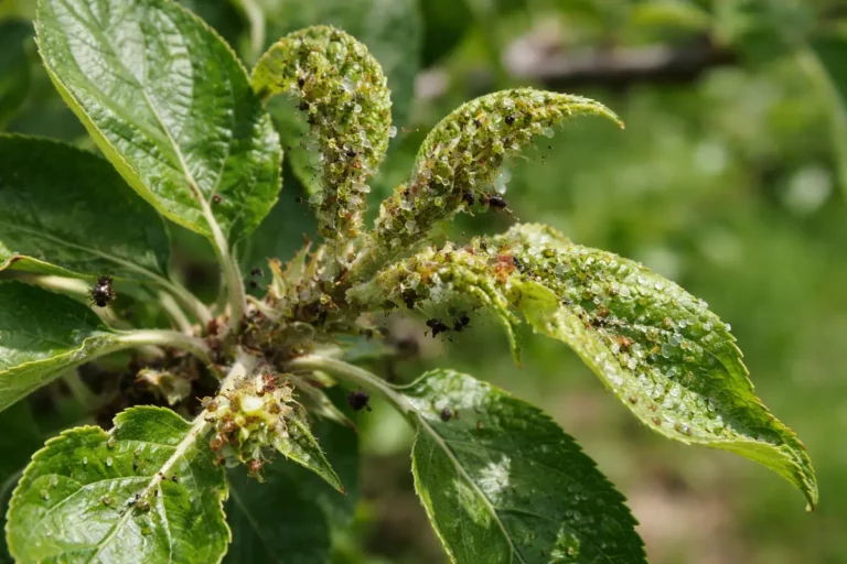 how to stop pests on apple with pest damage visible on leaves