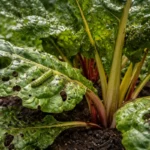 how to stop pests on chard with pest damage visible on leaves