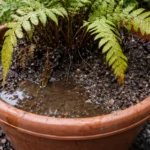 how to stop root rot in with wet soil around the base