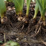 how to stop root rot in with unhealthy roots showing in soil