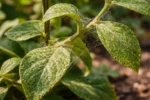 how to stop spider mites on with pest damage visible on leaves