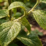 how to stop spider mites on with pest damage visible on leaves