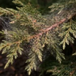 how to stop spider mites on with pest damage visible on leaves