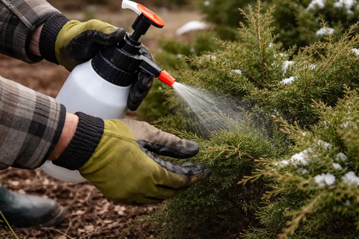 how to stop spider mites on junipers shield junipers from winter pests