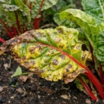 how to stop yellowing leaves with visible browning or spots on leaves
