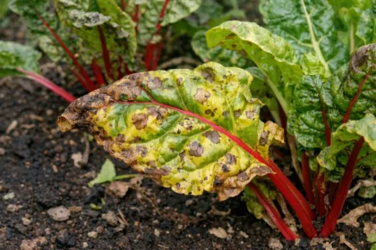 how to stop yellowing leaves with visible browning or spots on leaves