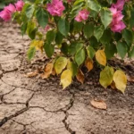 how to stop yellowing leaves with cracked dry soil around the plant