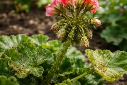 how to treat aphid infestations on with pest damage visible on leaves