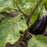 how to treat aphids on eggplant with pest damage visible on leaves