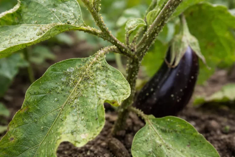how to treat aphids on eggplant with pest damage visible on leaves