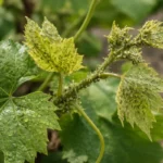 how to treat aphids on grapevines with pest damage visible on leaves