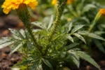 how to treat aphids on marigolds with pest damage visible on leaves