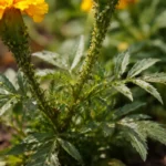 how to treat aphids on marigolds with pest damage visible on leaves