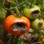 how to treat blossom end with damaged fruit visible on the plant