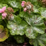 how to treat fungal infections on with fungal patches visible on foliage