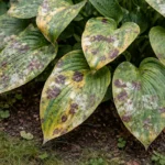how to treat fungal spots on with fungal patches visible on foliage