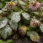 how to treat fungus on dahlias with fungal patches visible on foliage