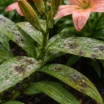 how to treat fungus on lilies with fungal patches visible on foliage