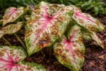 how to treat leaf spots with visible browning or spots on leaves