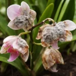 how to treat mold on orchids with fungal patches visible on foliage