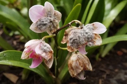 how to treat mold on orchids with fungal patches visible on foliage