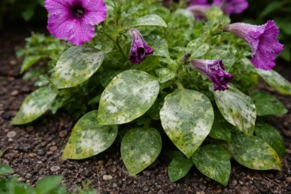 how to treat powdery mildew on with fungal patches visible on foliage