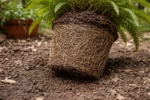 how to treat root bound conditions with compacted soil around the roots