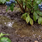 how to treat root rot in with wet soil around the base