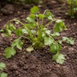 how to treat stunted growth in wilting visibly in real garden soil