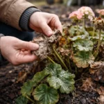 how to treat stunted growth in with damaged foliage in outdoor soil