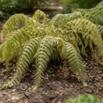 how to treat wilting ferns during wilting visibly in real garden soil