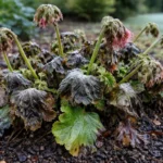 how to treat wilting geraniums after with cold-damaged leaves in the garden