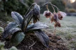 how to treat wilting orchids during with cold-damaged leaves in the garden