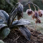 how to treat wilting orchids during with cold-damaged leaves in the garden