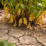 how to treat yellowing leaves with cracked dry soil around the plant