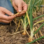 how to treat yellowing leaves on with damaged foliage in outdoor soil