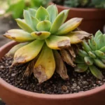 how to treat yellowing leaves with visible browning or spots on leaves