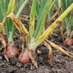 how to treat yellowing leaves with visible browning or spots on leaves
