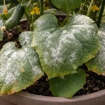 treating cucumbers for powdery mildew in with fungal patches visible on foliage