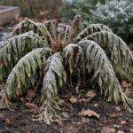 what to do if fern droops wilting visibly in real garden soil
