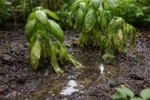 what to do if herbs are with wet soil around the base