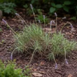 what to do if lavender plants wilting visibly in real garden soil