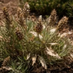 what to do if lavender with scorched leaf edges in harsh sun
