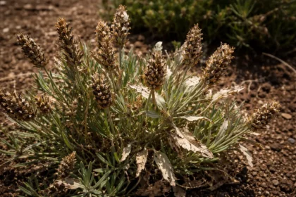 what to do if lavender with scorched leaf edges in harsh sun