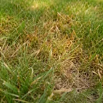 what to do if lawn with visible browning or spots on leaves