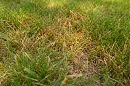 what to do if lawn with visible browning or spots on leaves