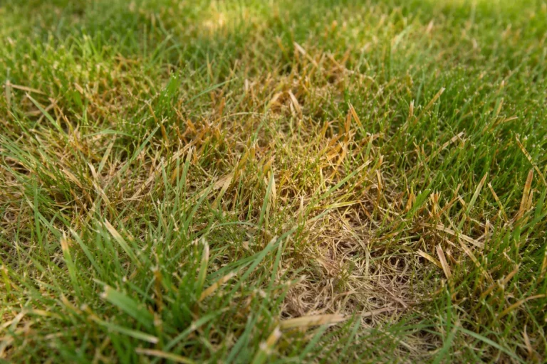 what to do if lawn with visible browning or spots on leaves