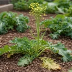 what to do if my kale with weak seedlings in garden soil