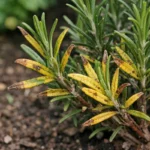what to do if rosemary with visible browning or spots on leaves