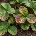 what to do if strawberries with visible browning or spots on leaves